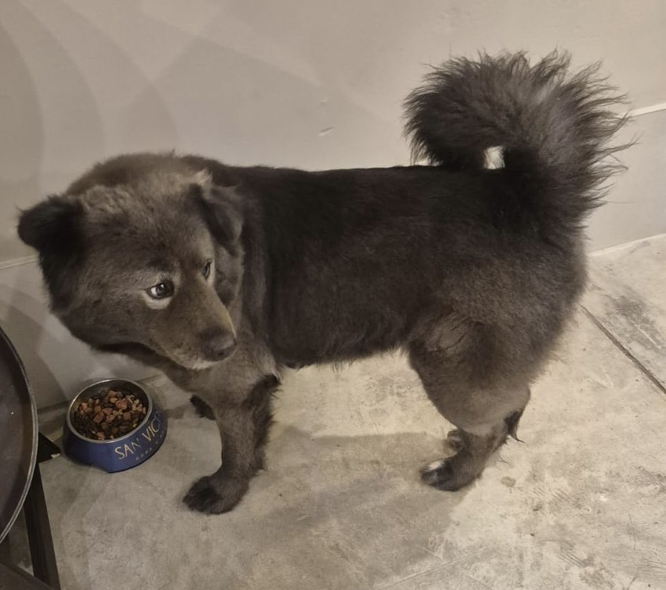 lucianolopez27's tweet photo. #Alerta #Aviso Me comentan que esta perrita está perdida en Calle Islas Ballestas, en Punta Hermosa. Está frente al restaurante Cañete. En el restaurante Panzones, donde la están cuidando provisionalmente. Aviso para quien pueda cuidarla y darle un hogar. Al parecer, según me comentan aquí, está deambulando en esta zona desde hace un mes. Es bastante tranquila, apacible y amigable. Tiene un collar rosado. Ha debido tener dueño. Una pena que esté por aquí, como me comentan, desde hace un mes.