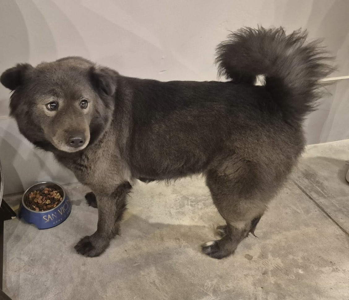 lucianolopez27's tweet photo. #Alerta #Aviso Me comentan que esta perrita está perdida en Calle Islas Ballestas, en Punta Hermosa. Está frente al restaurante Cañete. En el restaurante Panzones, donde la están cuidando provisionalmente. Aviso para quien pueda cuidarla y darle un hogar. Al parecer, según me comentan aquí, está deambulando en esta zona desde hace un mes. Es bastante tranquila, apacible y amigable. Tiene un collar rosado. Ha debido tener dueño. Una pena que esté por aquí, como me comentan, desde hace un mes.
