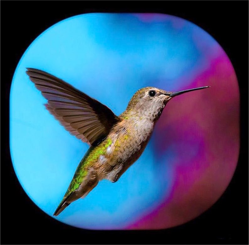 Hummingbirdsteb tweet picture
