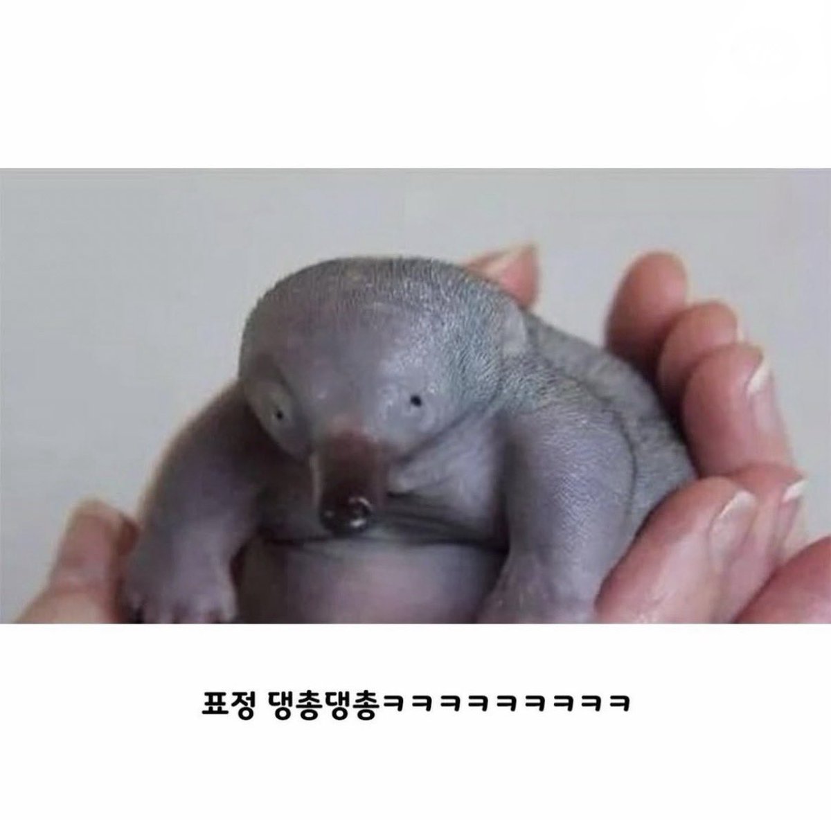 짤광부 tweet media