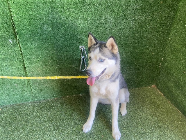 AnimaLancaster's tweet photo. #A5791947
Female, black and white Alaskan Husky
Age is unknown.
https://t.co/0aTXAPSH3e https://t.co/oQbfEsL6iX