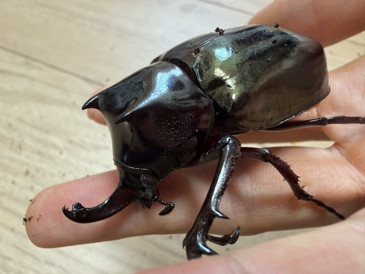 k_choir8's tweet photo. ちびちびコーカサス羽化！！

お前本当にアジア最大級のカブトか？ってくらいかわいい胸角😈 https://t.co/KrnLXrrBEF
