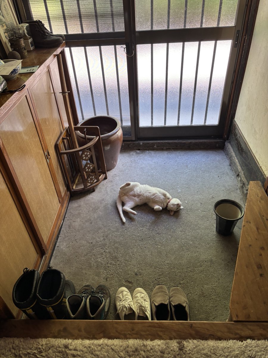 don_guri_gura's tweet photo. ねこは玄関に落ちてる https://t.co/bdJCKMh7XT