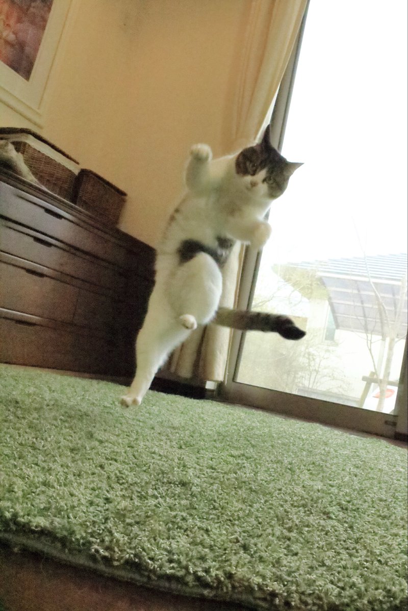 ccchisa76's tweet photo. 熊本で発生した地震により被害を受けられた皆さま、心からお見舞い申し上げます。

10年前に発生した地震の時、猫たちの写真を見て「停電で真っ暗な中、Twitterで流れてきた写真を見て、笑って心が和んだ」とメッセージをいただいた事があります。

SNSに心が癒される投稿が溢れて、多くの人の癒しになればいいなと願っています。
