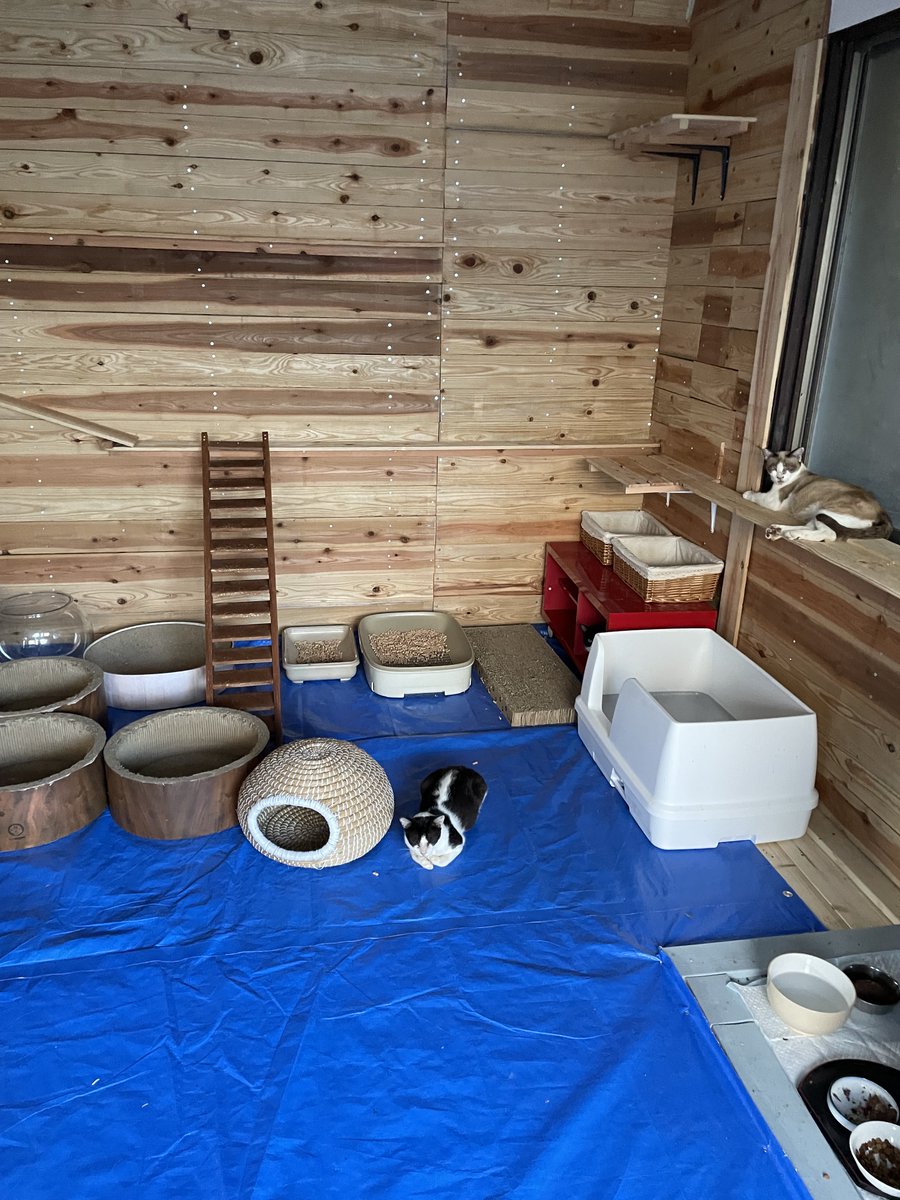 kazuma_3522's tweet photo. 良かったです。早めにほかの猫
達も部屋の中に入れてあげないと外暑すぎます。頑張ります。支援物資もよろしくお願いします。別府市浜脇二丁目1-13クウハウスでよろしくお願いします。 https://t.co/MsBXZRG1nK