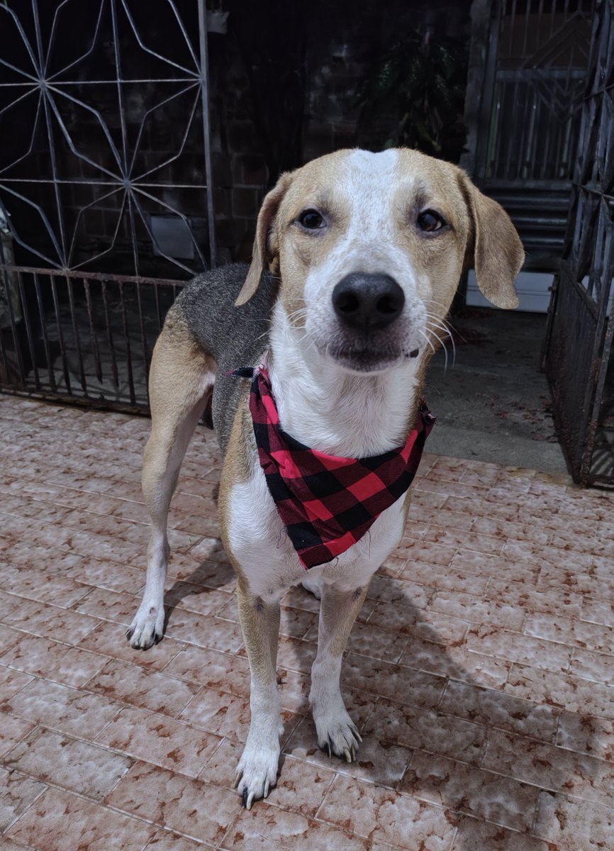 roberta_herika's tweet photo. @SanjeyWolfVT @rige04 Tenho 3 cachorros, esse da foto é irmão c/ outro e tenho um menor...esse da foto é o Jayce,teve uma noite q um cara tentou pular o muro, nessa época eu dormia só em casa, Jayce viu da janela do quarto e saiu latindo, o cara se assustou e saiu fora. Amo meus 🐶🐶🐶 https://t.co/rmN51VweUx