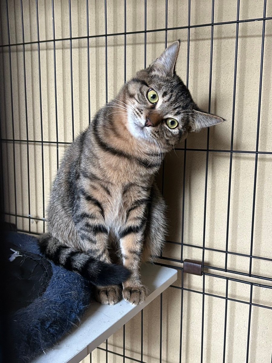 tochigisatooya's tweet photo. 【#里親募集】「猫の休憩所☆ぽろたん」#栃木県 #宇都宮市 - 猫の里親募集(512052) https://t.co/dsk23KIsLh #猫 #cat #保護猫 #保護猫を家族に https://t.co/dED7C413LX