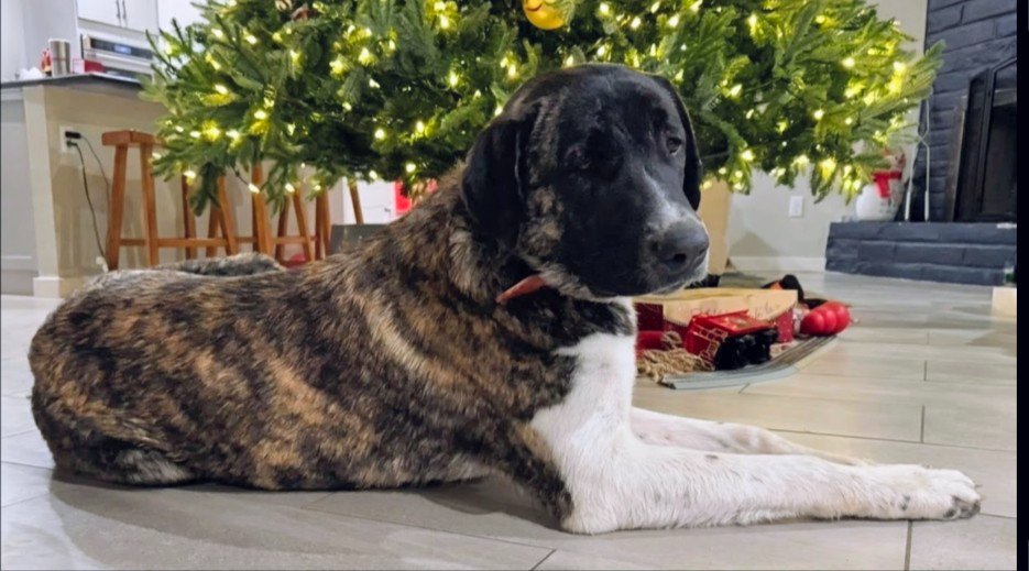 brendanmjones's tweet photo. Snuggles is trending again. Good. Keep it that way until he comes home to @JenniferEvn22 and family. Keep the pressure on.

#SaveSnuggles
#AmericasDog 2.0 https://t.co/AgFcHMebsp