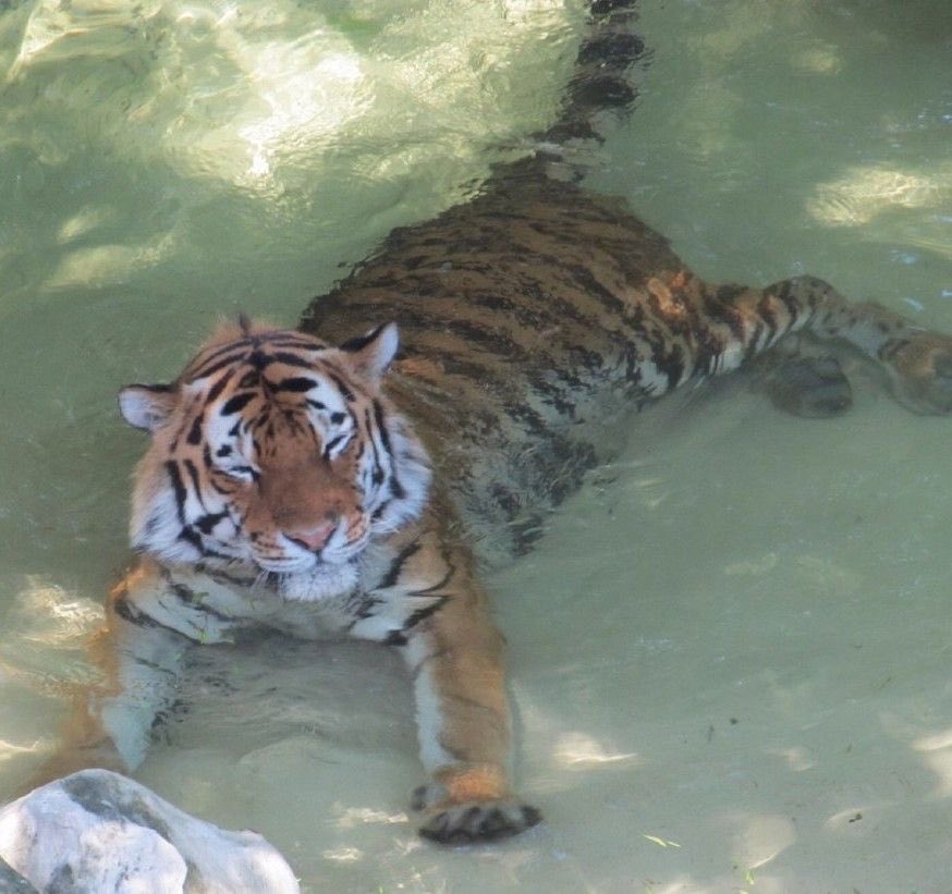 justasmolcat's tweet photo. IT’S INTERNATIONAL TIGER DAY🐯❤️ https://t.co/mdZ7qb8GsR