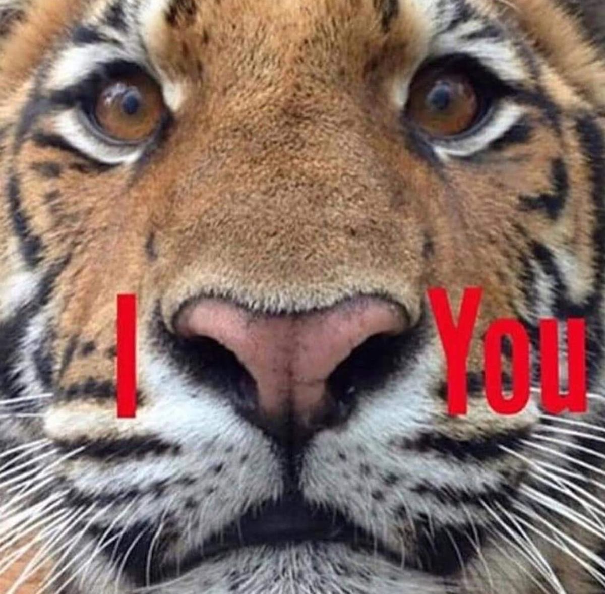 justasmolcat's tweet photo. IT’S INTERNATIONAL TIGER DAY🐯❤️ https://t.co/mdZ7qb8GsR