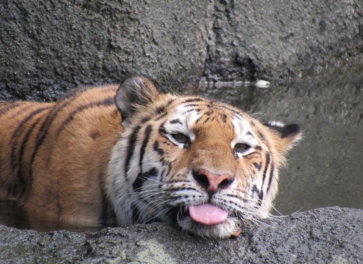 justasmolcat's tweet photo. IT’S INTERNATIONAL TIGER DAY🐯❤️ https://t.co/mdZ7qb8GsR