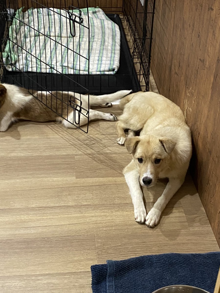 tochigisatooya's tweet photo. 【犬の #里親募集 】「性格問題なし！」#長野県 #千曲市 - 犬の里親募集(544612) https://t.co/skQld5oU1x #保護犬 #保護犬を家族に #雑種犬 #中型犬 #中型雑種犬 #犬 #栃木県 https://t.co/XQknmv8HNu
