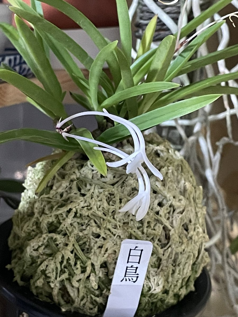 fumioTB's tweet photo. 昨夜帰宅したら富貴蘭の白鳥が咲いていました。
花芽は２本あって、同じように伸びてふくらんできてたけど、もう一本の方は変色してきたので咲かずに枯れるかも。
咲いたお花は近くでくんくんすると美味しそうな匂いがしてました。 https://t.co/aGPZJlG82J
