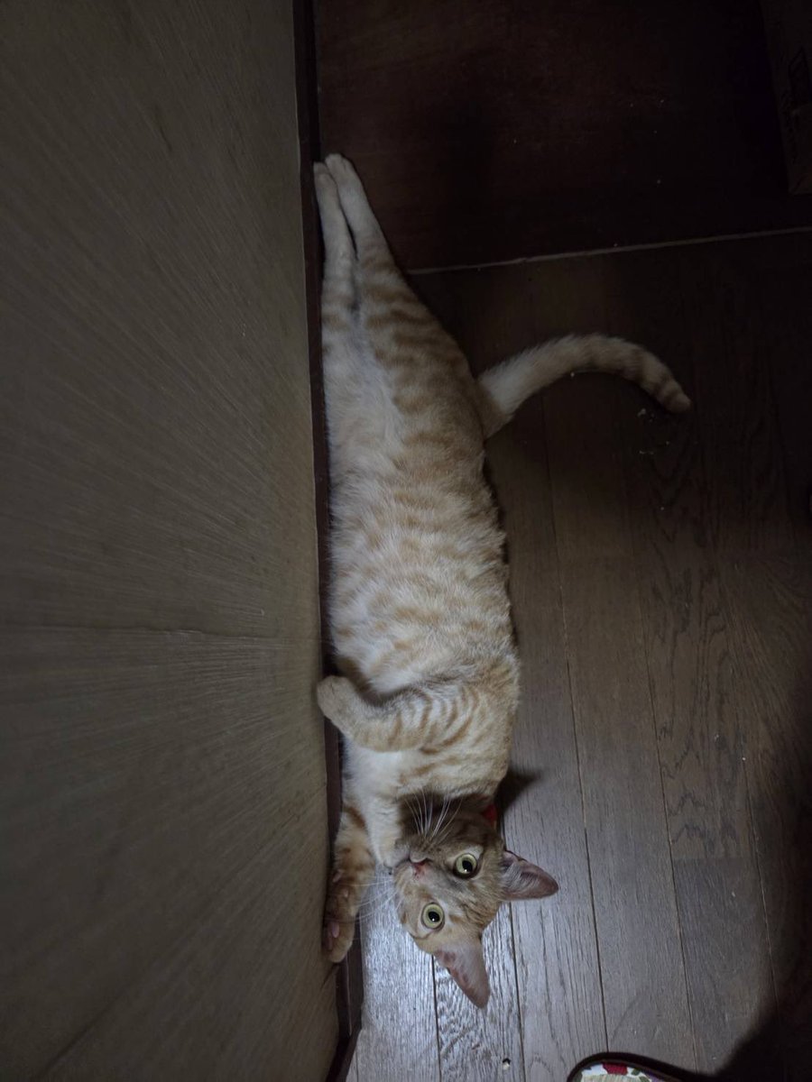 rhrhdk's tweet photo. ポスター作りました。よかったら拡散してほしいです。

茶トラ猫を探しています。
愛媛県松山市美沢2丁目のスーパー付近で首輪を見つけました。今は首輪をつけていない状態です。
尻尾の裏側が白っぽいです。尻尾はまっすぐ長いです。
鼻に黒い点々があります。
怖がりで大人しい性格です。 https://t.co/jMWEnm6cLQ