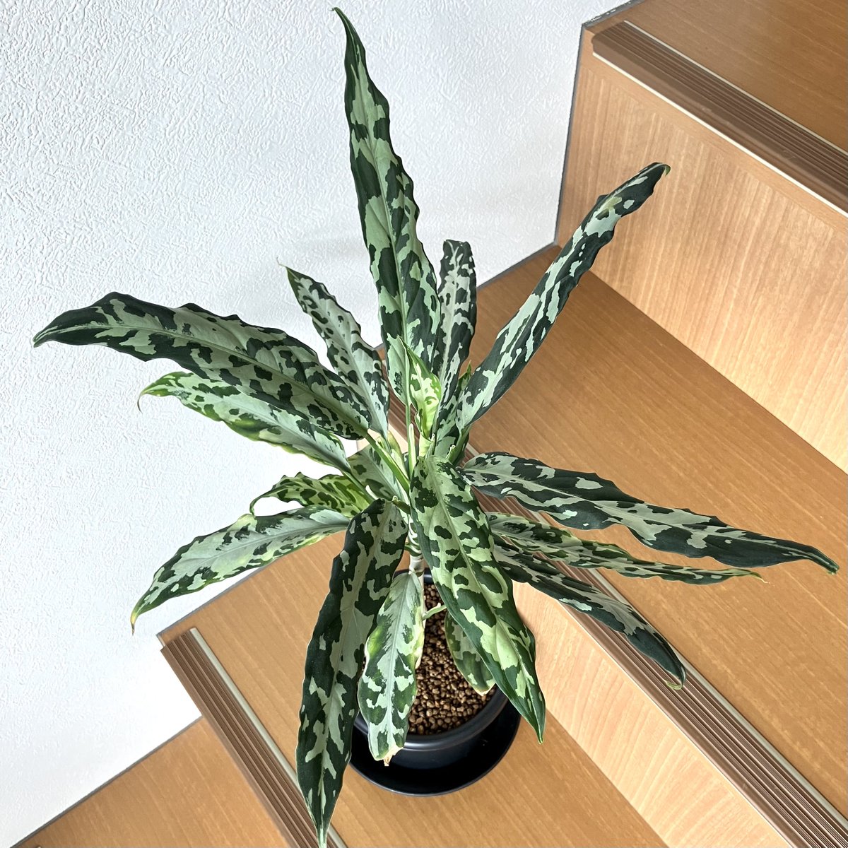 アグラオネマ ピクタム 氷肌玉骨 Aglaonema pictum A 氷肌玉骨 [LA0816-03j] LA便 アグラオネマ