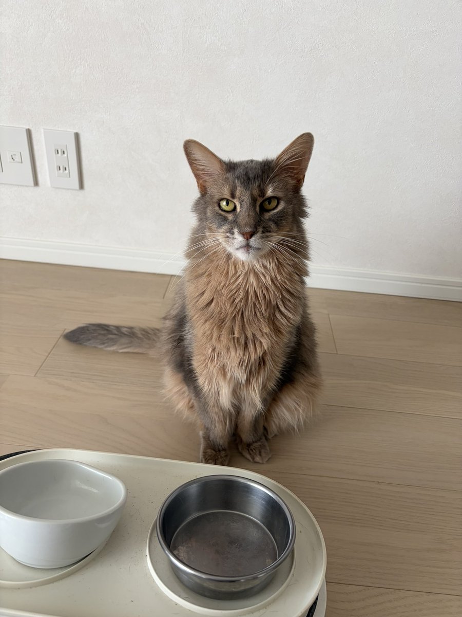 cats_divine's tweet photo. 今日はリオン13歳の誕生日🐻
いつまでもデカくて格好良いリオンでいてくれ
お祝いは土日にソフィと一緒にしといた
おめでとう🎉 https://t.co/0yCA9QPeM2