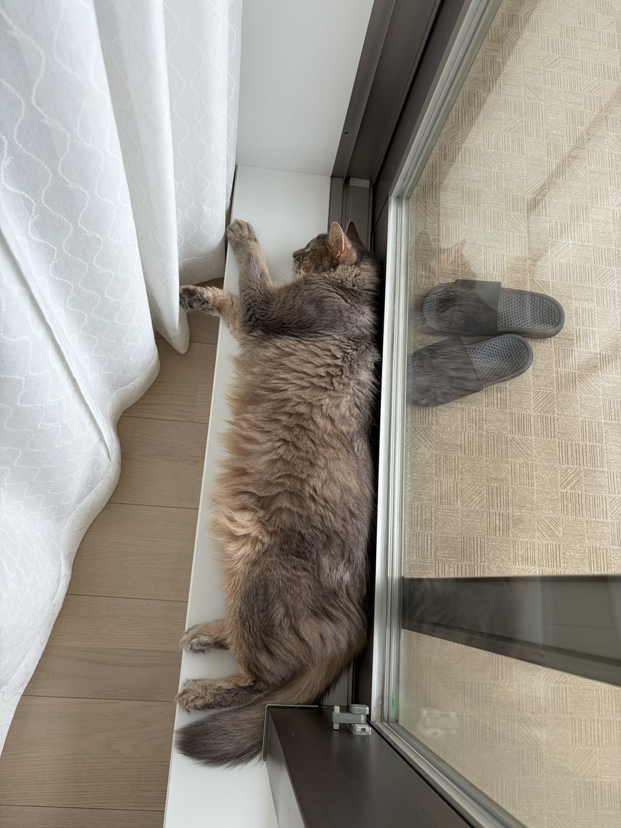 cats_divine's tweet photo. 今日はリオン13歳の誕生日🐻
いつまでもデカくて格好良いリオンでいてくれ
お祝いは土日にソフィと一緒にしといた
おめでとう🎉 https://t.co/0yCA9QPeM2