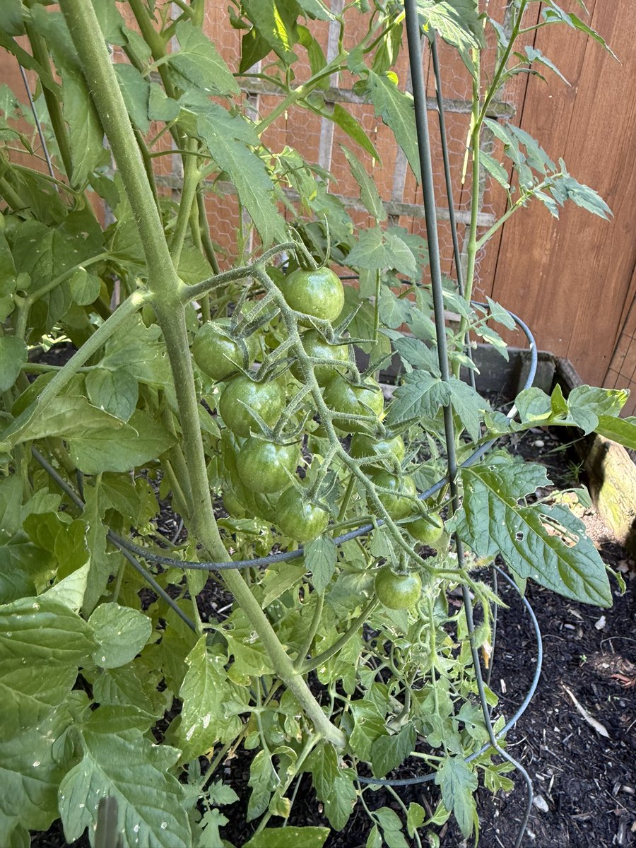 isBro0k's tweet photo. finally my garden is so abundant 🙏🏼 https://t.co/idoWPkMhEB