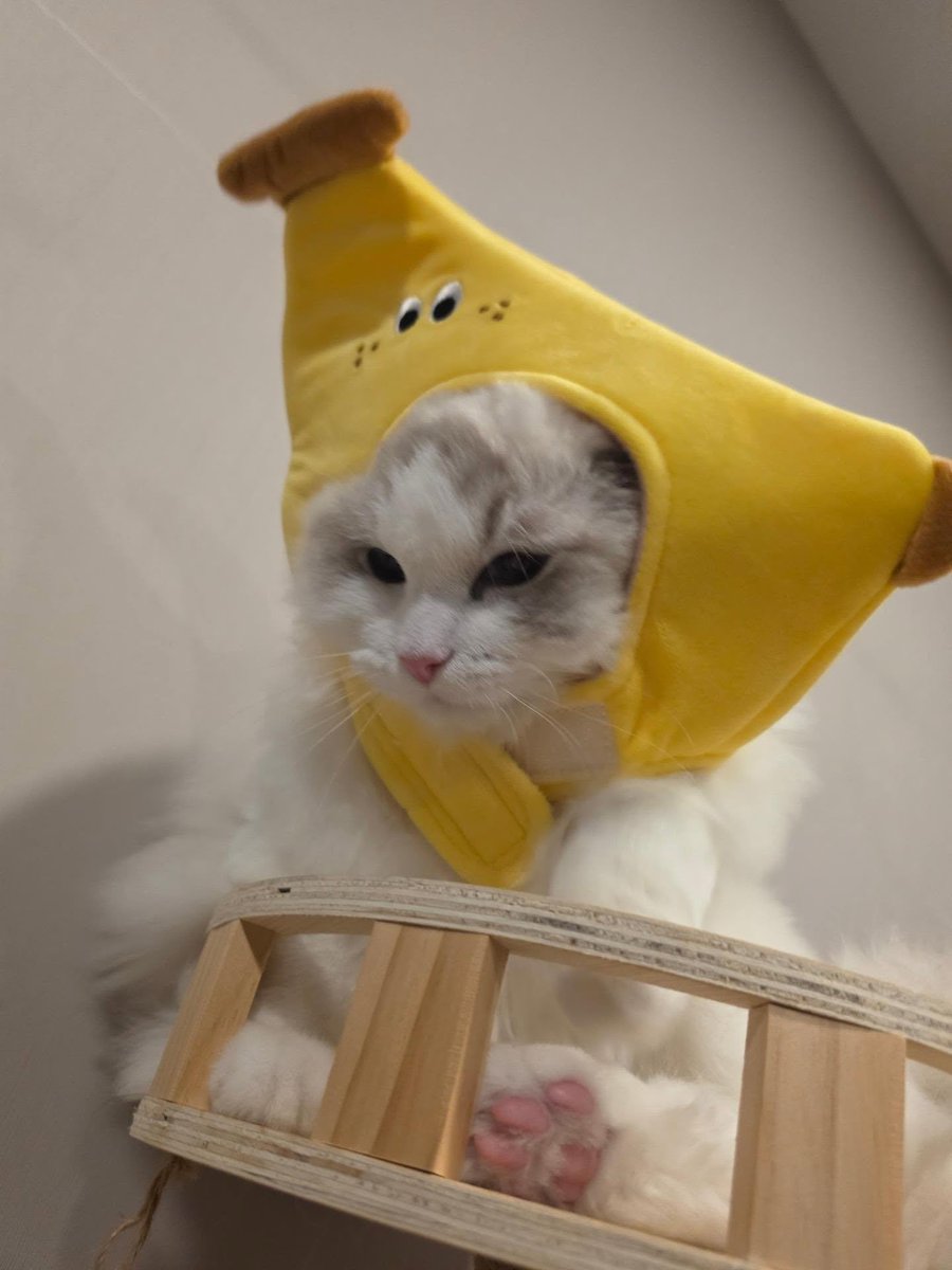 bimzpie's tweet photo. พ่อที่ชอบกล้วยที่สุด ลูกก็เลยโดน(บังคับ)ให้อินไปด้วย อ่ยยยย เอ็นดูอะ 🍌 555555555

#hirunkit_ @Hirunkit_ https://t.co/7LxiyoxCi2