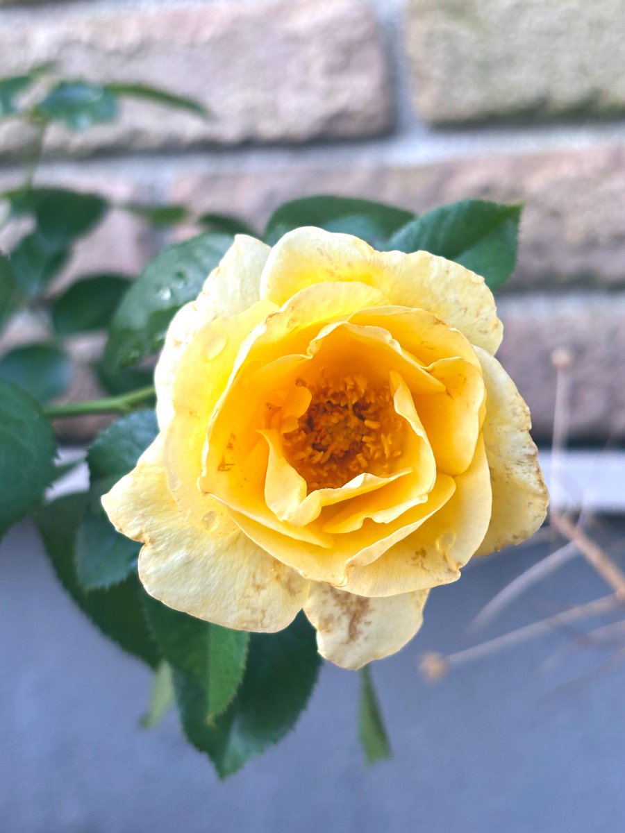 cococlover's tweet photo. 夏の薔薇は基本摘蕾していますが、
たまに逢いたくて咲いていただきます🌹

この子は、
昨年Yoshikiさんのディナーショー帰りに
ハート型で咲いていた薔薇です♥️

少し暑さにやられていますが、
美しい✨
近々描いてしまうと思います🖋️✨ https://t.co/3fNNKh59iO