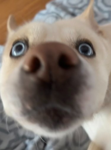 PaigeTeases's tweet photo. boop inspection https://t.co/LSZGlgt1DK
