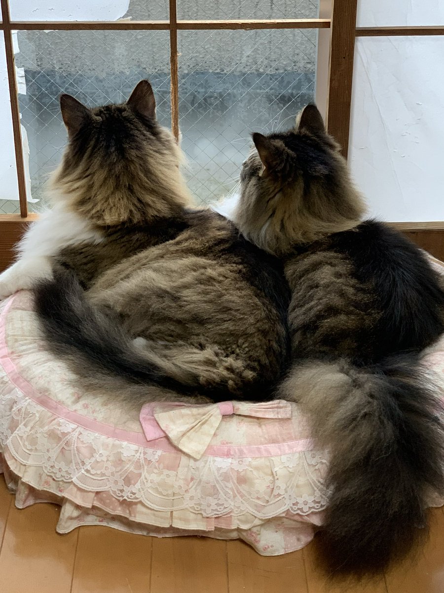ogigiz's tweet photo. @Ley_coon 5年前の7月こんな可愛いのがあったよ😊仲良かったもんなぁ🥰
#これを見た人は無言で5年前の７月の画像を貼る 
#ノル猫の森 https://t.co/3fSAqhNSbr
