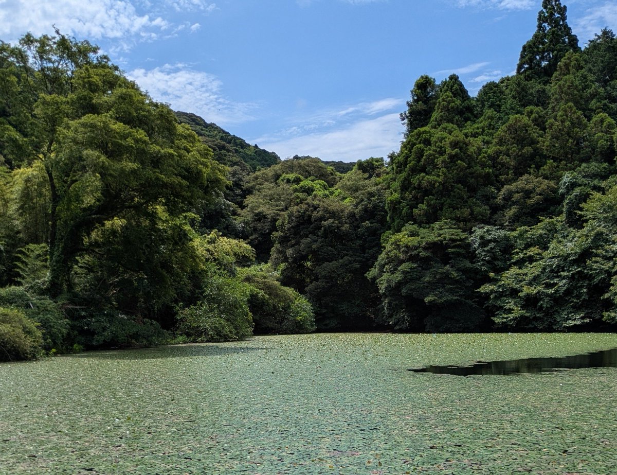 oikawamaru's tweet photo. 今日は湿地帯調査。許可を得て農業用ため池。豊かな森が豊かな水をうみ人の手により豊かな生物多様性が育まれ維持されます。生き物たくさん。うれしい。 https://t.co/MvFmhdoslS