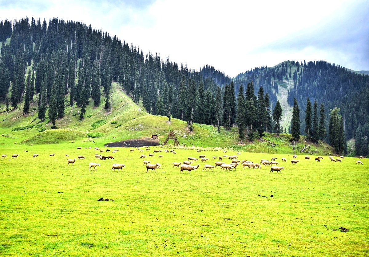 kupwarasentinel's tweet photo. 🌄 The Paradise on Earth – Bangus Valley....Peaceful meadows, endless greenery and the timeless charm of mountain life

#Kashmir
#Tourism
#ShumaliKashmir https://t.co/Me4CwNviR1