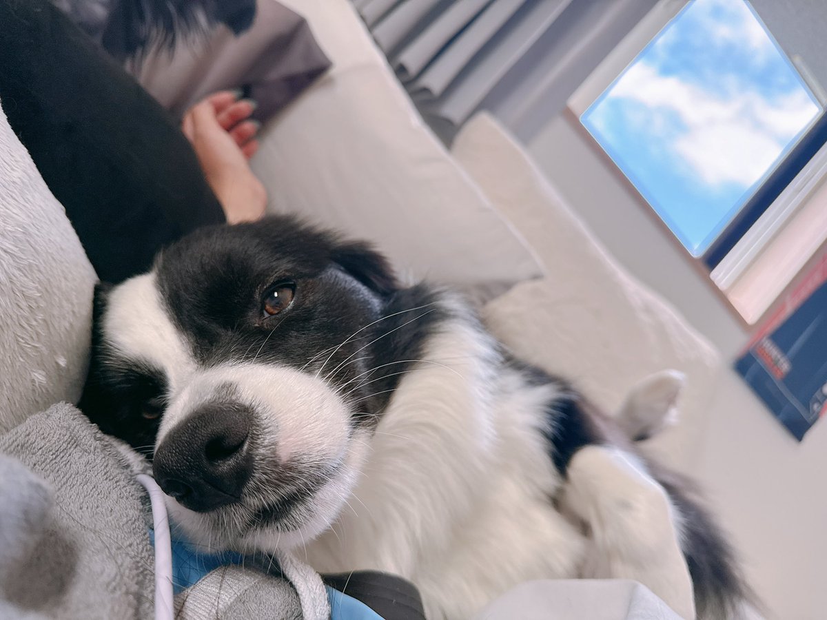 everyonelouk's tweet photo. Good night ❤️🐶🏞️. https://t.co/taN0WIL4LX
