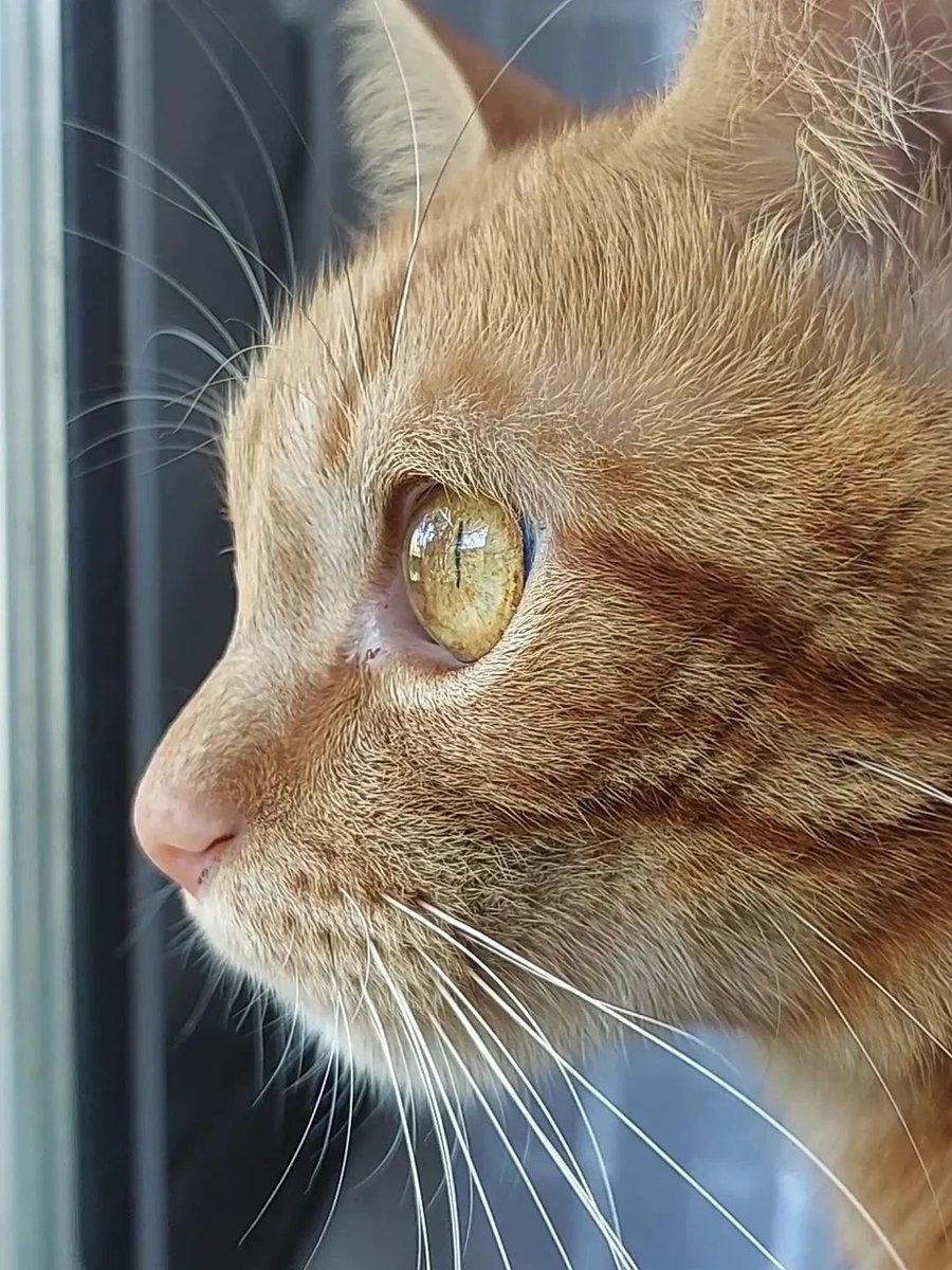 DailyCatsX's tweet photo. https://t.co/aucuVMWj3c