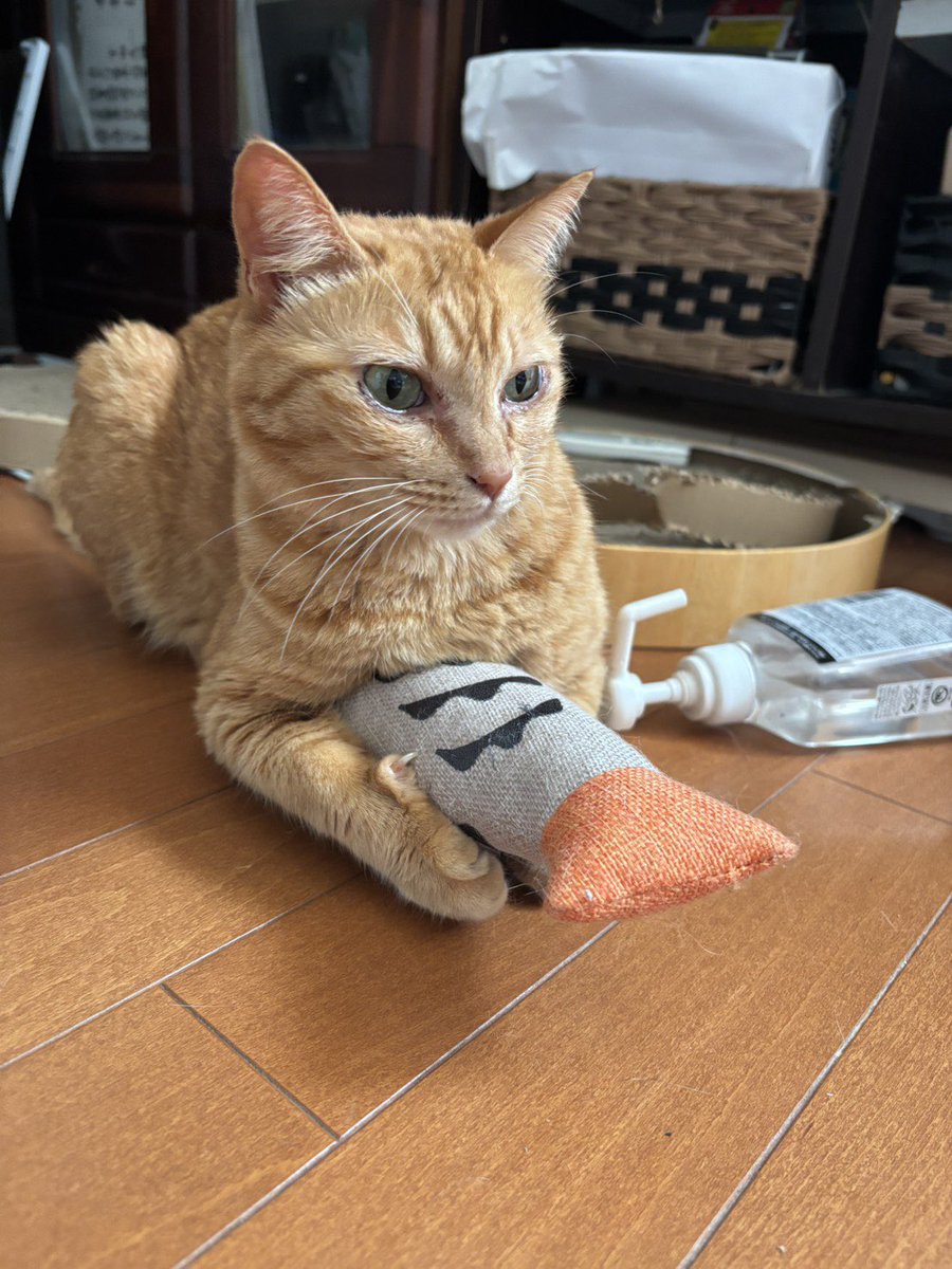 privateeye_pet's tweet photo. 【迷子猫を探しています‼️】

熊本県宇城市松橋町 古保山付近にて

7月28日から行方不明になりました💦

目撃した方はリプライやDMをいただけますと幸いです🙇‍♂️

名前：ちみ
性別：メス（避妊済）
年齢：2歳
特徴：臆病な性格
　　　　
#迷子猫 #猫 #迷い猫 #熊本県 #宇城市 #拡散希望 #迷子ペットを守りたい