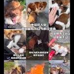 Cockato47613097's tweet photo. #JusticeForWangWang🐶🙏
#RememberWangWang
#旺旺を忘れない。
動物虐待は凶悪犯罪の予兆でもあり、決してこの虐殺事件を風化させてはならない。
世界中に拡散しよう!
🇯🇵https://t.co/01OI518XNR
🇺🇸https://t.co/ykWmg6bbsJ
🇲🇾https://t.co/hEDDclo16y https://t.co/hCNlamDNWW