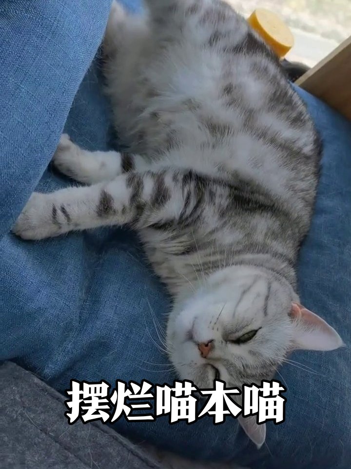 TONINORELLI's tweet photo. Just found my cat napping on the freshly folded laundry I spent 20 mins on. Life’s messy but cozy. https://t.co/iarzh2mDxu