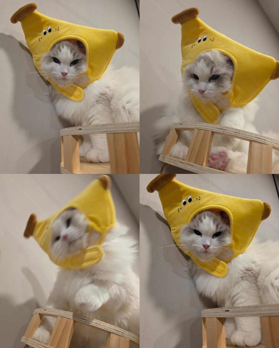 bittermacarons's tweet photo. 👼🐱 papa suka tapi aku gak suka ngubb ~ 

gemess bayi pisang bananoah 
#callmenoahkub #hirunkit_ https://t.co/7wfJzuYyME