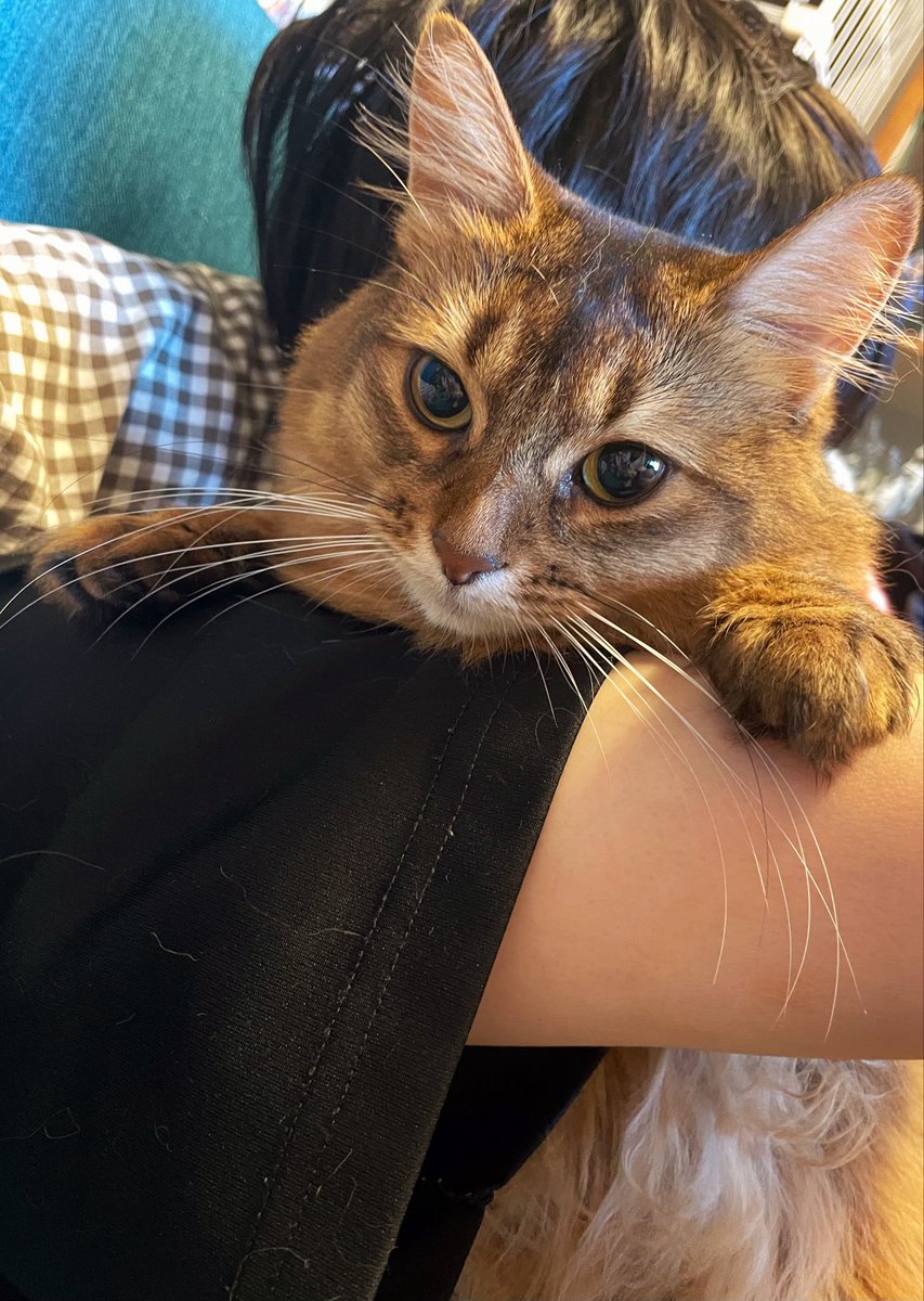 noa_somali_cat's tweet photo. だっこ
伸びてて右下に写ってるふわふわおなかもキュート🫶 https://t.co/hK2TOaknAa