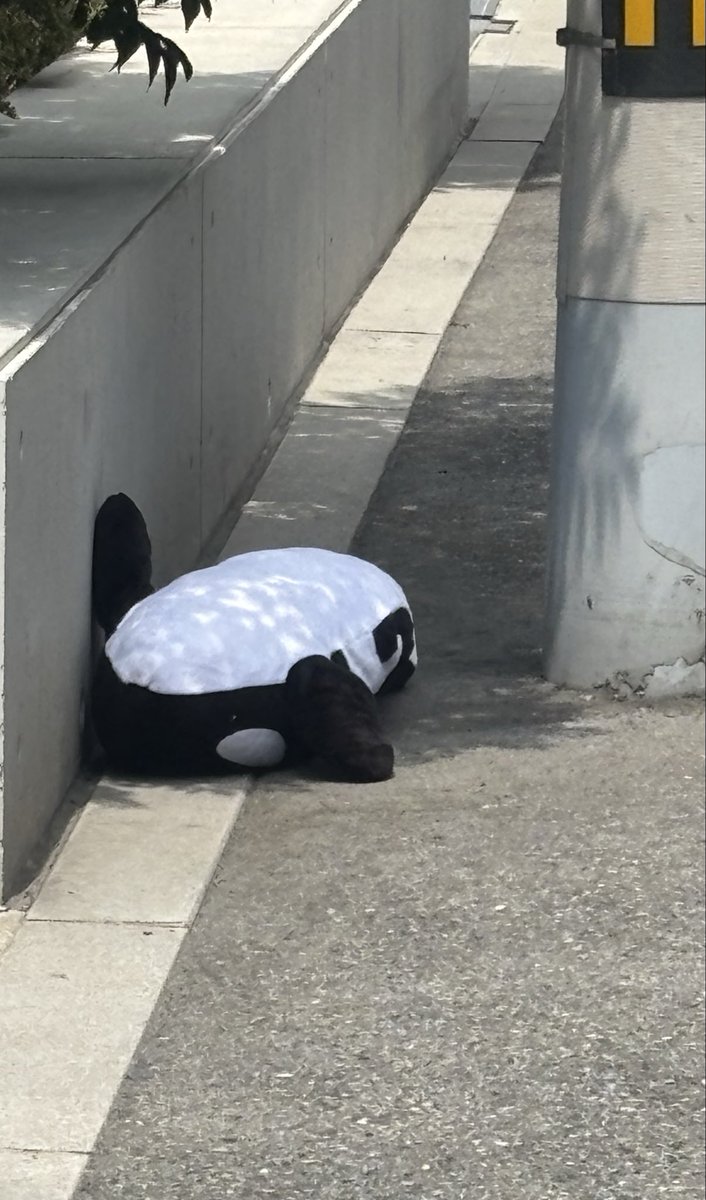 mintingsan's tweet photo. 道路にシャチ落ちてた https://t.co/vh6yTviQ5u