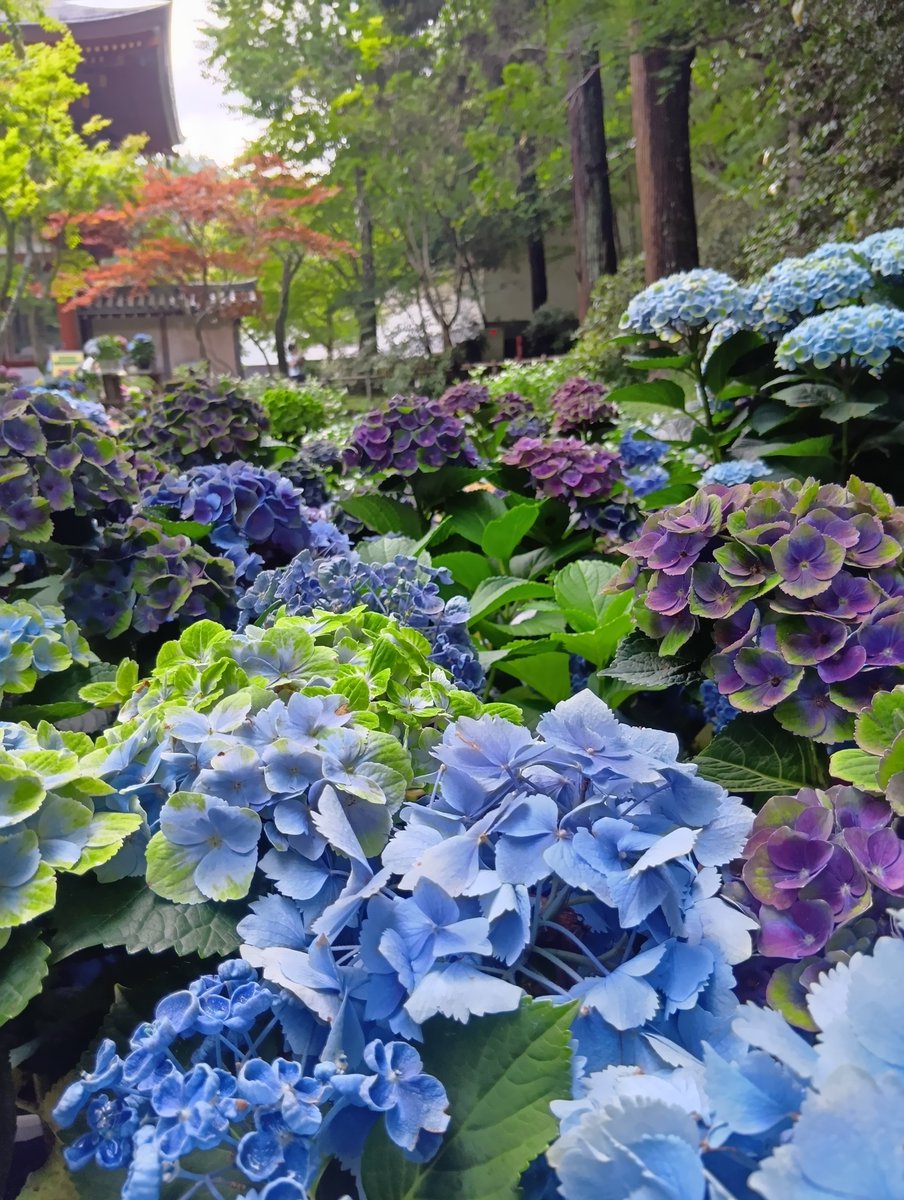 AtsukiRun's tweet photo. 6月の思い出　室生寺
その2
紫陽花

#奈良
#室生寺
#女人高野
#紫陽花 https://t.co/vqEeU84Sro