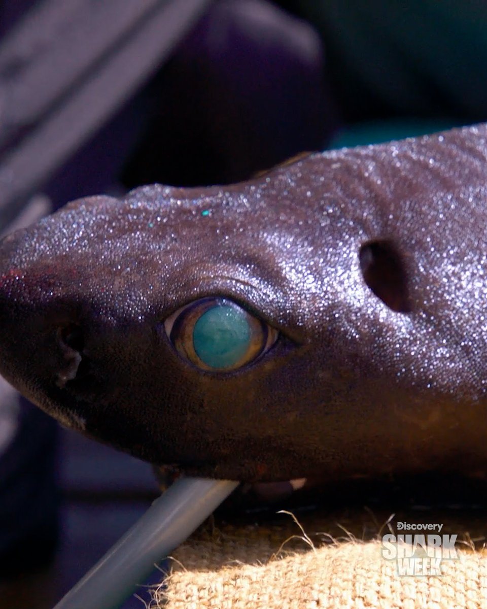SharkWeek's tweet photo. Night three is in the books! 🦈 

We’ll be back tomorrow for night four as #SharkWeek continues all week long at 8P on Discovery. https://t.co/jlMXvlatpV