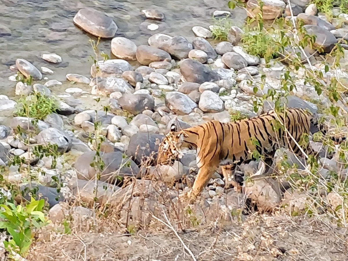 joybhattacharj's tweet photo. On World Tiger Day, you need to know that tigers are the sales and marketing team of every jungle.
Firstly, they have to achieve targets, literally make a kill to survive. Herbivores can graze away all day, but a  tiger will starve if it does not hunt successfully.
Just like sales, they can go on as many calls as they want.  But no success, no job.
They are also intensely territorial and combat any intruder in their region with everything they have.
And once they learn by watching seniors, they are thrown into the deep end and have to manage their own targets, unlike lion prides where juniors still hang around and eat what their seniors provide
And marketing, say all you like about hornbills and chital and nilgai and even elephant, most folks come to the jungle to see big cats. Almost every sanctuary in India lives off people wanting to spot tiger in the wild.
And they manage this by being scarce and unavailable, like an aspirational super luxury brand. People safari for days without spotting a single tiger and still come back hoping for a single glimpse
I had to write this down before some Linkedin maniac put it out as a management insight!