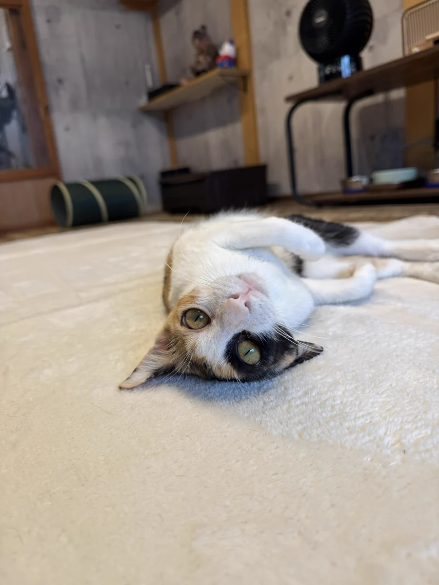 保護ねことVEGANのお店“neu。” on X: 