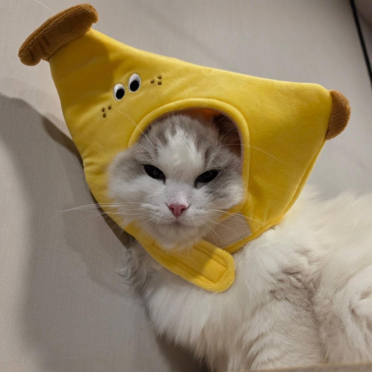 __septxn's tweet photo. แล้วพ้มจำเป็นต้องเหมือนพ่อพ่อมั้ย... 😂 https://t.co/LZqrOrHbaf