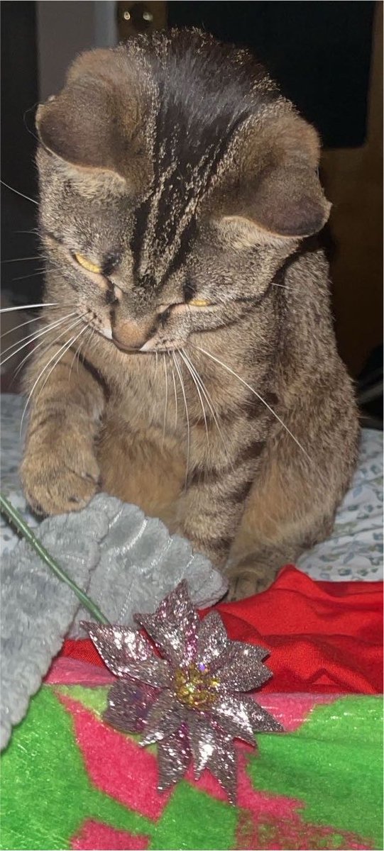 juleskunzite's tweet photo. my cat climbed up to the top shelf and dragged a sparky flower out of a vase down onto my bed so now there’s loose glitter in my bed https://t.co/sscMjHjEk2