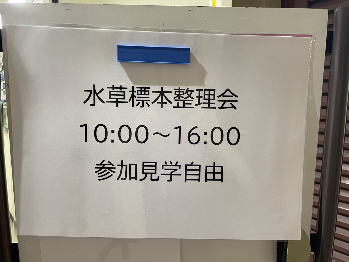 yokogawa12's tweet photo. 本日は標本に興味あるボランティアのみなさんと水草標本整理会です。いつも使ってる実習室はI学芸員の理科教員研修のため使えず、集会室で作業してます。ボランティアの方に「えっ？そんな研修も学芸員さんやるんですか？」と聞かれましたがやるんです！いろんな仕事がありますね。 #学芸員のおしごと https://t.co/hDOfqDC1OS