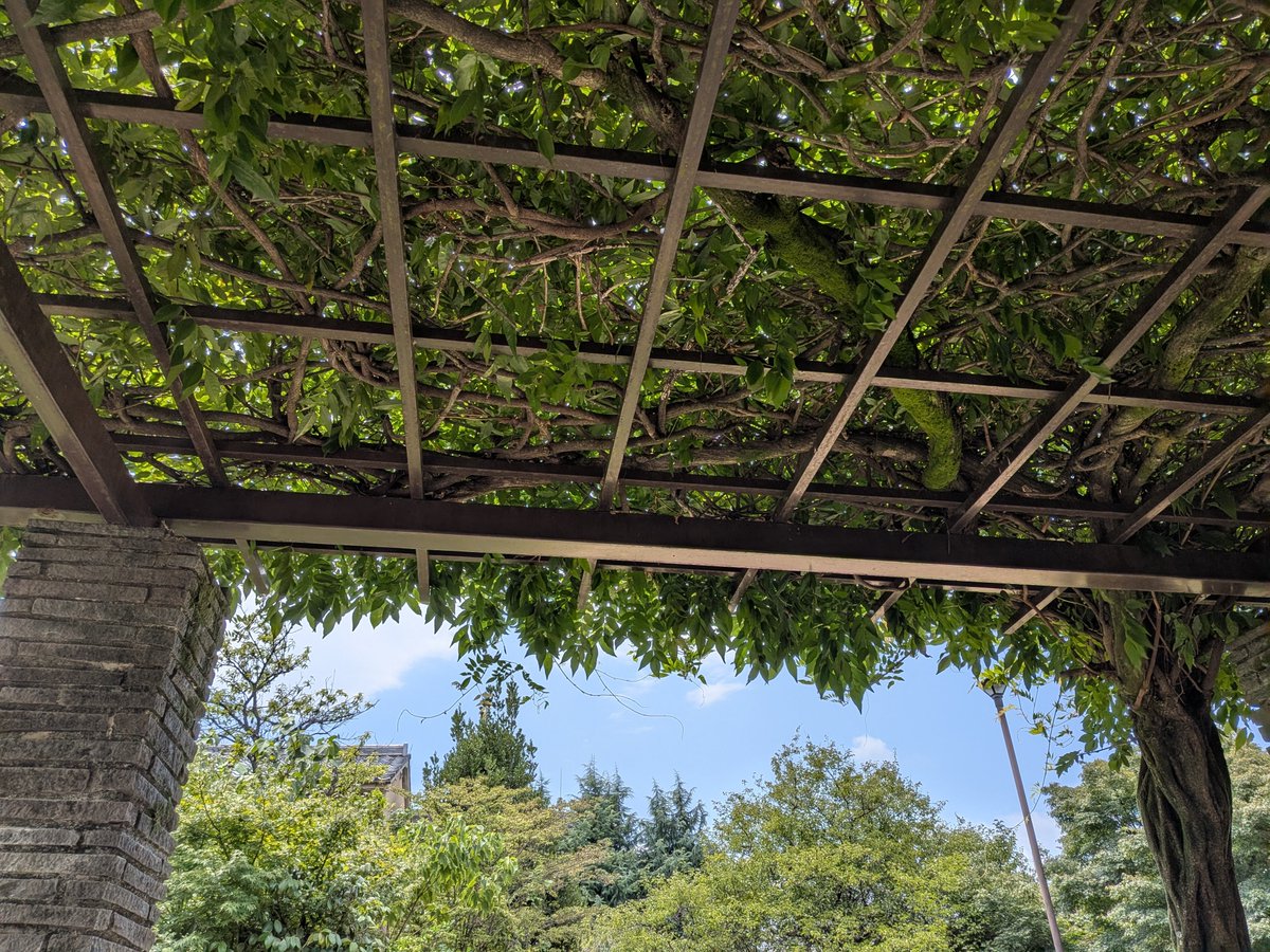 ktjm_25's tweet photo. 腕トレだけやりにチョコザップに行ってから公園でチルする昼休憩(その後セミに体当たりされかけて冷や汗) https://t.co/9J06JFXlMK