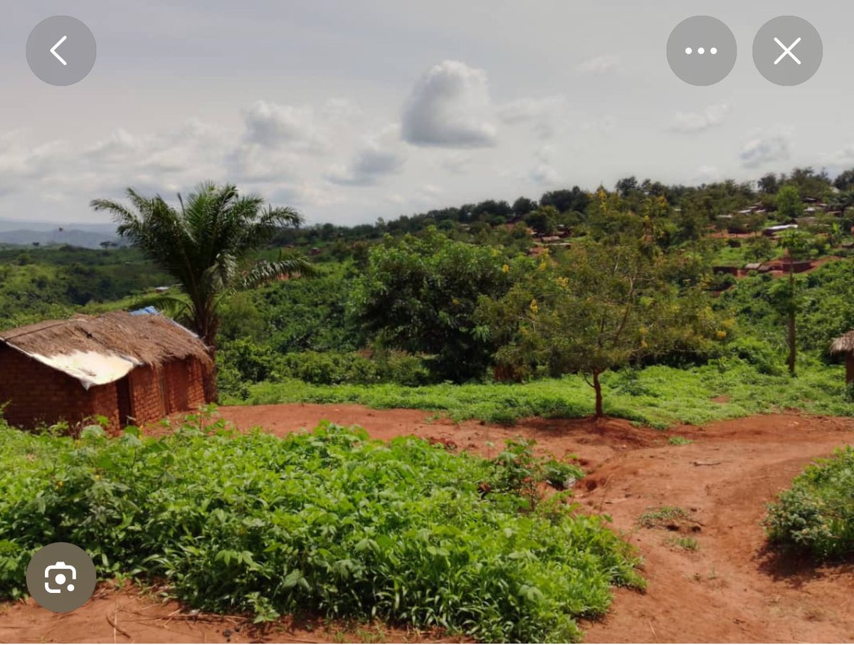 kongolo3's tweet photo. Chers frères et sœurs de Kipupu,

C’est avec une profonde émotion que je tiens, une fois de plus, à vous exprimer toute ma compassion et ma solidarité face au drame que vous traversez actuellement par la coalition de l’armée rwandaise( RDF)et AFC/M23/ TWIGWANEHO dans le secteur d’Itombwe.

Nous sommes pleinement informés des souffrances que vous endurez. Depuis plusieurs semaines, votre population est confrontée à des attaques qui ont coûté la vie à de nombreuses personnes, provoqué l’incendie de plusieurs habitations et entraîné le déplacement massif de familles entières. Cette tragédie touche profondément chacun d’entre nous.

En ces moments particulièrement éprouvants, je vous exhorte à demeurer unis et à préserver la cohésion sociale entre toutes les communautés vivant sur les Hauts Plateaux. Plus que jamais, notre unité, notre résilience et notre solidarité constituent notre plus grande force face à l’adversité. Ne cédons ni à la peur, ni à la division, ni à la haine.

Gardons l’espérance que cette période de violence prendra fin. La vérité finira toujours par triompher des mensonges, de la manipulation et de toute entreprise visant à semer la discorde. Notre engagement en faveur de la paix, de la dignité humaine et de la coexistence pacifique demeure inébranlable.

À toutes les familles endeuillées, aux blessés ainsi qu’aux personnes déplacées, j’adresse mes plus sincères condoléances, toute ma compassion et mes prières. Sachez que vous n’êtes pas seuls dans cette épreuve. Votre courage et votre dignité inspirent notre soutien et renforcent notre détermination à œuvrer pour le retour de la paix.

Que Dieu protège Kipupu, le secteur d’Itombwe et toutes les populations des Hauts Plateaux. Courage à vous tous. @US_SrAdvisorAF @USEmbKinshasa @USAmbUN @AsstSecStateAF @SecRubio @StateDept @Presidence_RDC @UEenRDC
