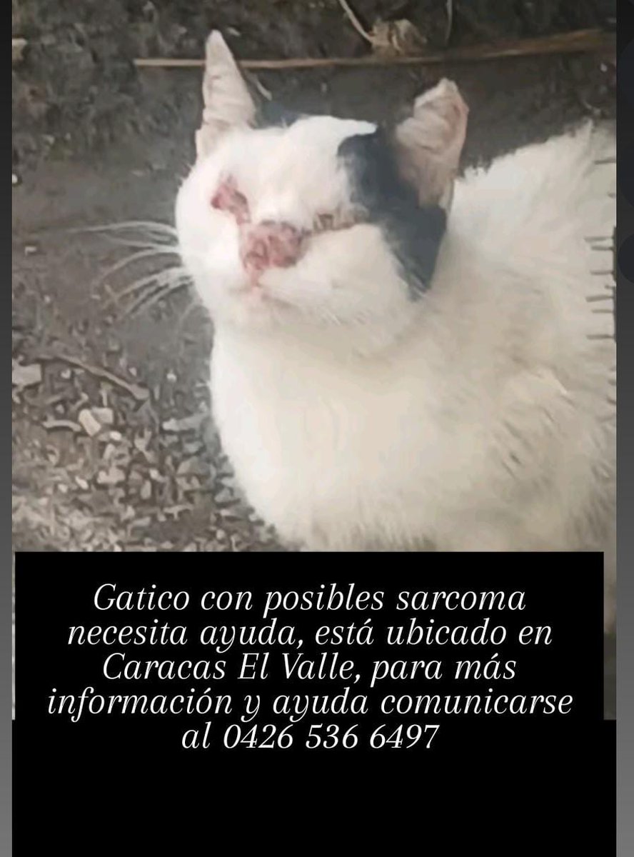 yaracalcagno's tweet photo. Piden ayuda para este gato. https://t.co/rKgAjghxuH