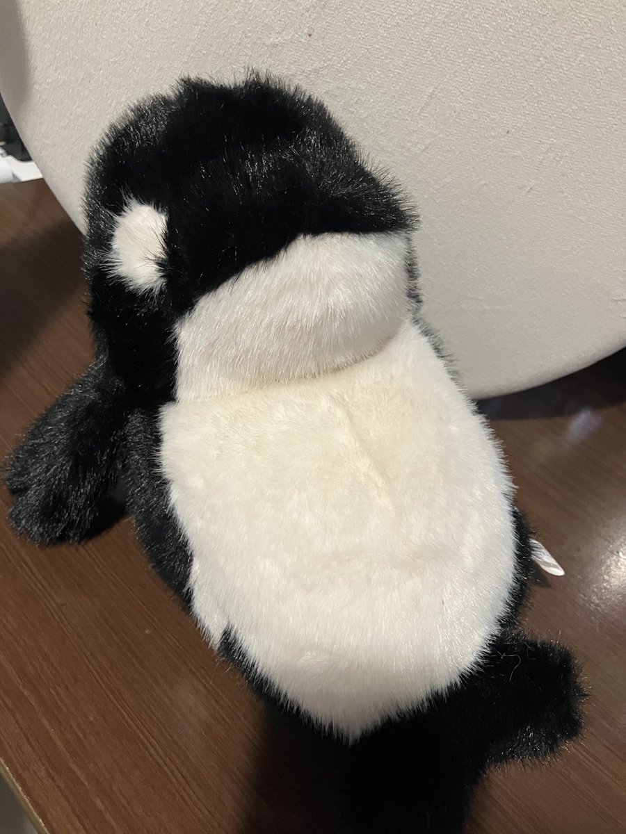y0908ah's tweet photo. 日曜日に神戸須磨シーワールドの満腹シャチさんの再販無事に買えてさっきお家にきてくれた！
思ってたよりも大きくてふわふわで可愛すぎる♡
購入から到着まで早すぎてびっくり😳 https://t.co/vHZWGOGalI