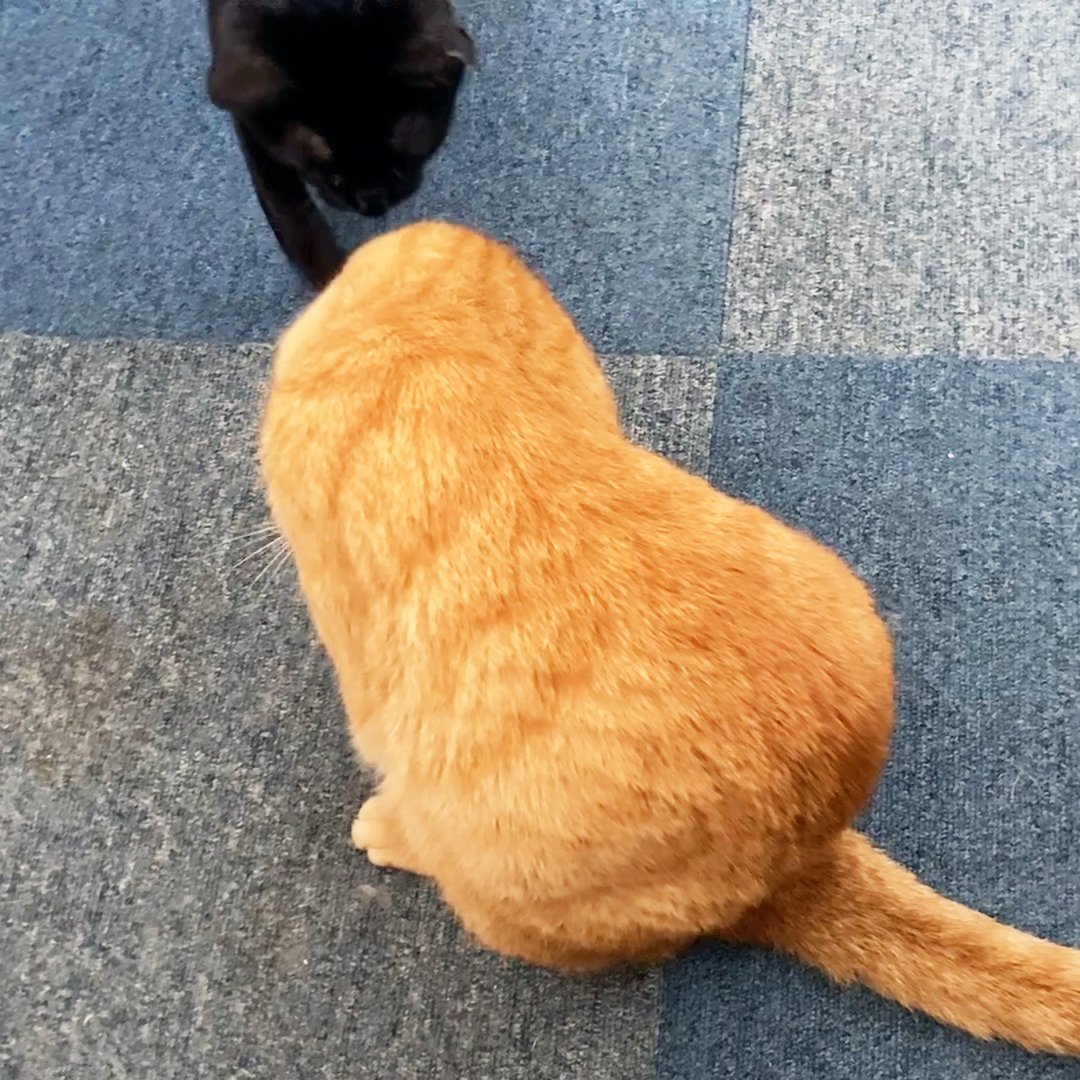 arikaobuk's tweet photo. トラオに毛繕いしてもらうミゾレ🐈‍⬛🐈✨

https://t.co/9DMF89uqfs

#にゃんこ3きょうだい日記 #Diary_of_3Cats
#猫動画 #ネコ動画 #かわいい #おもしろ #癒し
#猫 #ねこ #保護猫
#茶トラ #gingercat #黒猫 #blackcat #スコティッシュフォールド #scottishfold
#cat #gato #gatto #chat #Katze #кошка https://t.co/0L2O00Mh5F