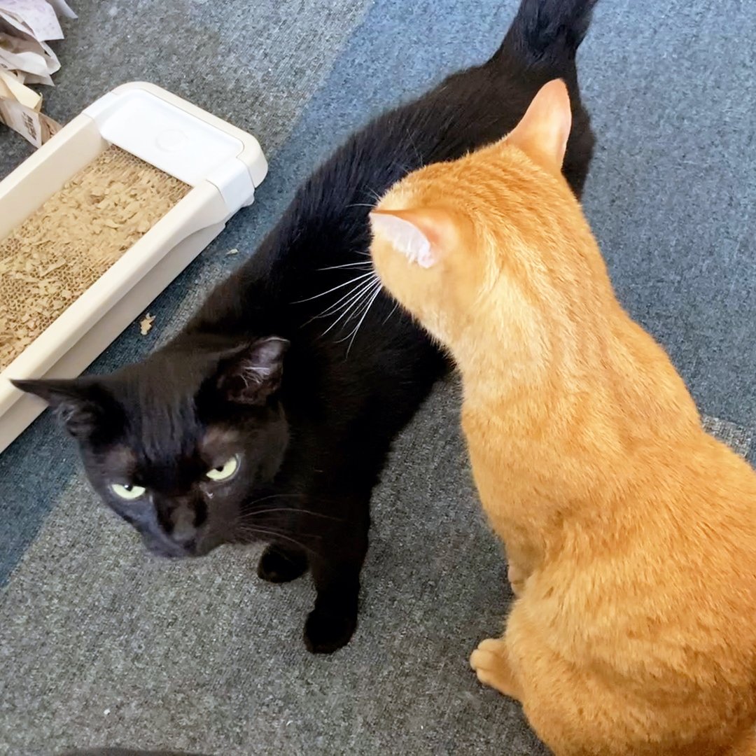 arikaobuk's tweet photo. トラオに毛繕いしてもらうミゾレ🐈‍⬛🐈✨

https://t.co/9DMF89uqfs

#にゃんこ3きょうだい日記 #Diary_of_3Cats
#猫動画 #ネコ動画 #かわいい #おもしろ #癒し
#猫 #ねこ #保護猫
#茶トラ #gingercat #黒猫 #blackcat #スコティッシュフォールド #scottishfold
#cat #gato #gatto #chat #Katze #кошка https://t.co/0L2O00Mh5F