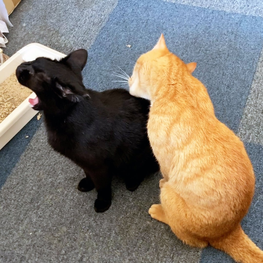 arikaobuk's tweet photo. トラオに毛繕いしてもらうミゾレ🐈‍⬛🐈✨

https://t.co/9DMF89uqfs

#にゃんこ3きょうだい日記 #Diary_of_3Cats
#猫動画 #ネコ動画 #かわいい #おもしろ #癒し
#猫 #ねこ #保護猫
#茶トラ #gingercat #黒猫 #blackcat #スコティッシュフォールド #scottishfold
#cat #gato #gatto #chat #Katze #кошка https://t.co/0L2O00Mh5F